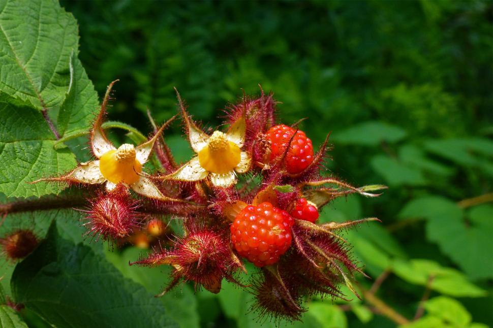 Free Image of Wild Raspberries on Bush 