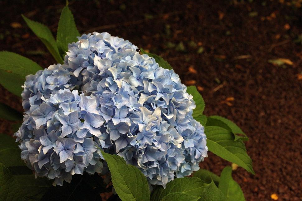 Free Image of Hydrangeas Blue Flowers 
