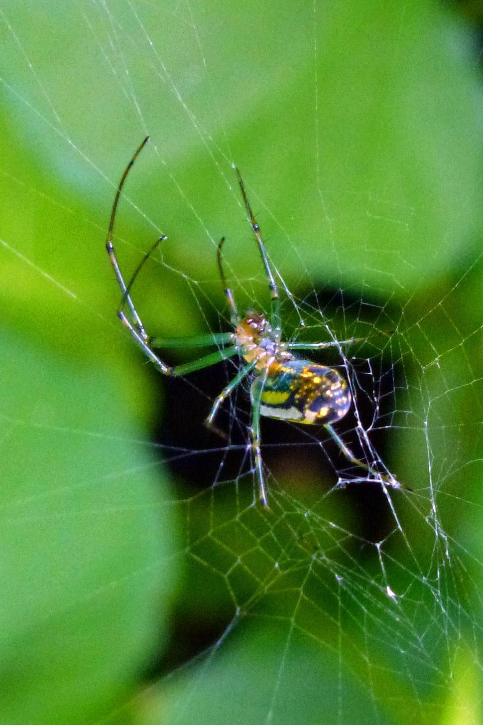 Free Image of Spider on the web 