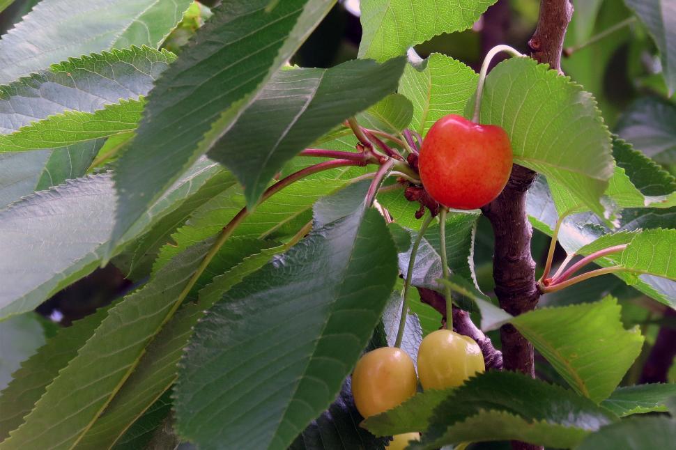 Free Image of Cherries On Tree 