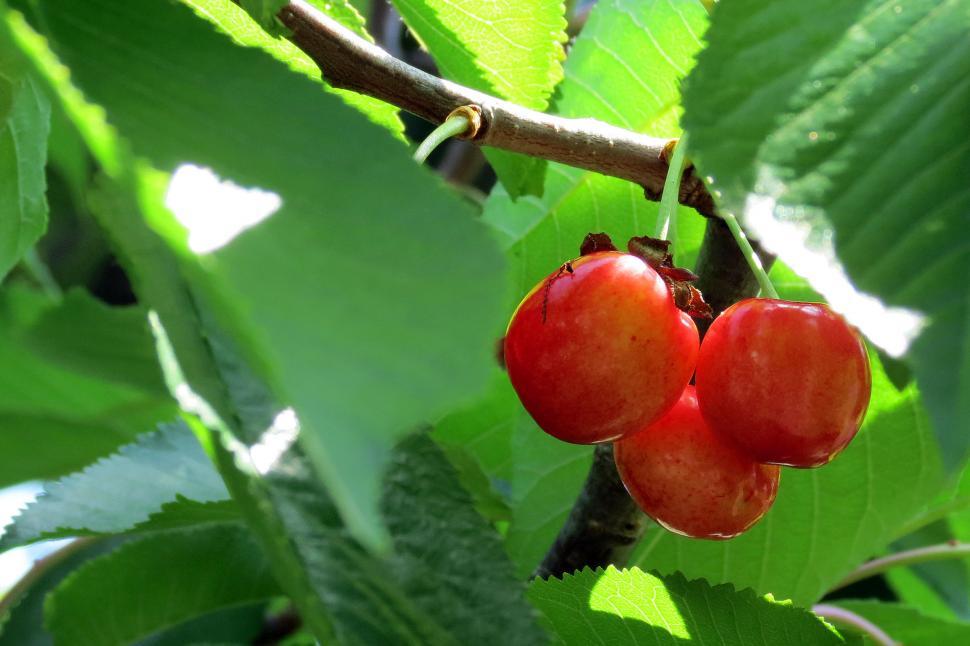 Free Image of Cherries 