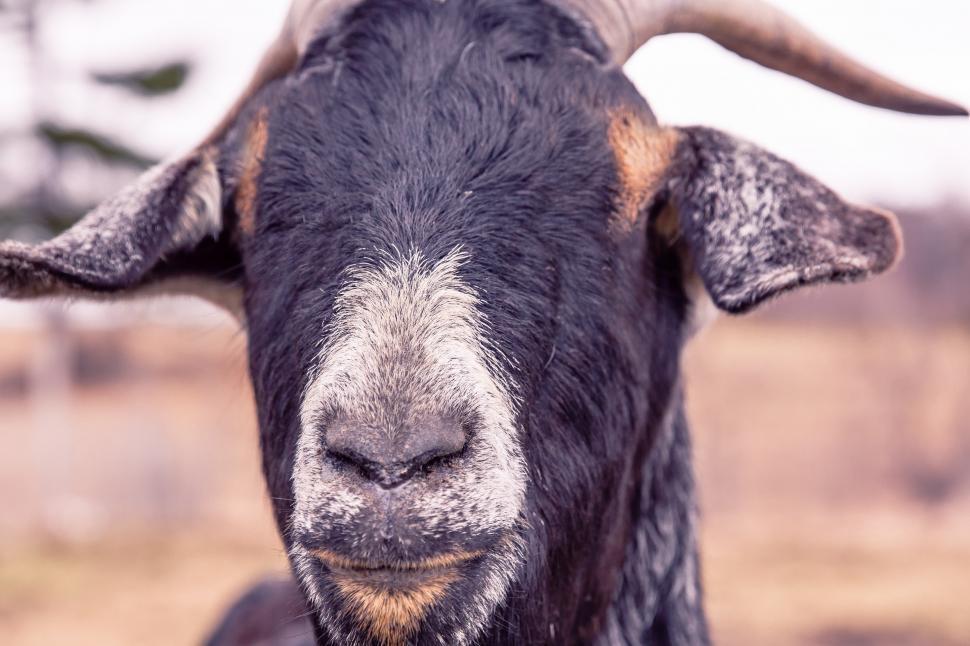Free Image of Goat 