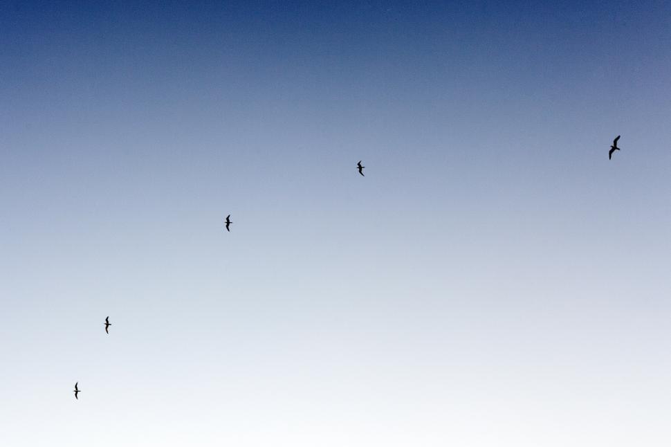 Free Image of Birds on the blue sky  
