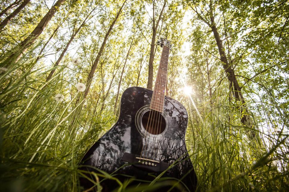 Free Image of Guitar and trees 