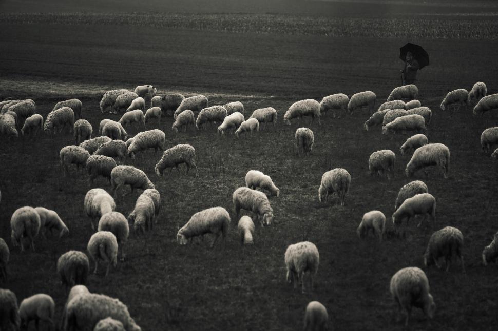 Free Image of Sheep in the fields 