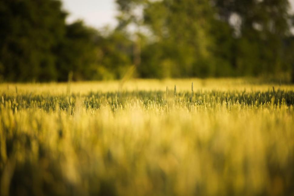 Free Image of Golden wheat field  