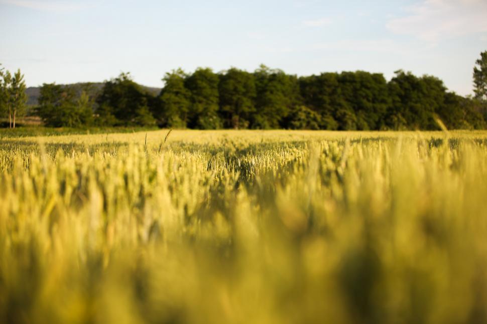 Free Image of Golden wheat field 