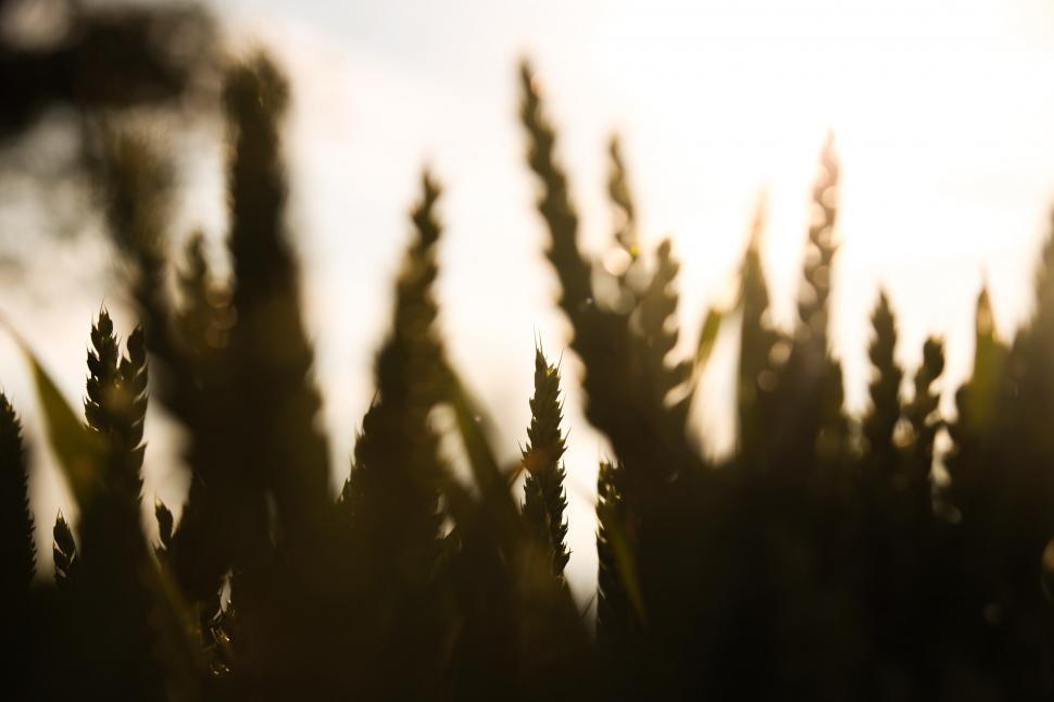 Free Image of Wheat field  