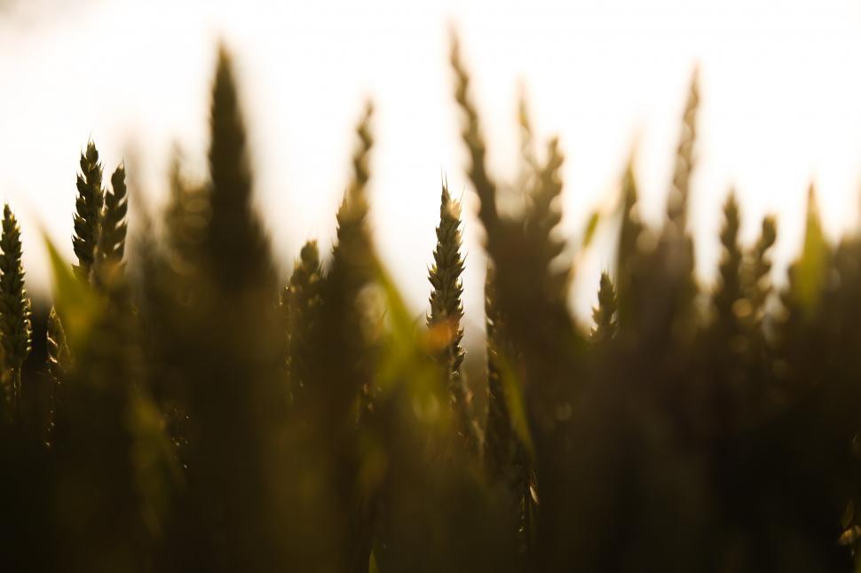 Free Image of  Golden wheat field 