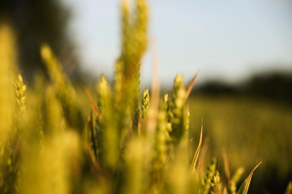 Free Image of  Golden wheat field  