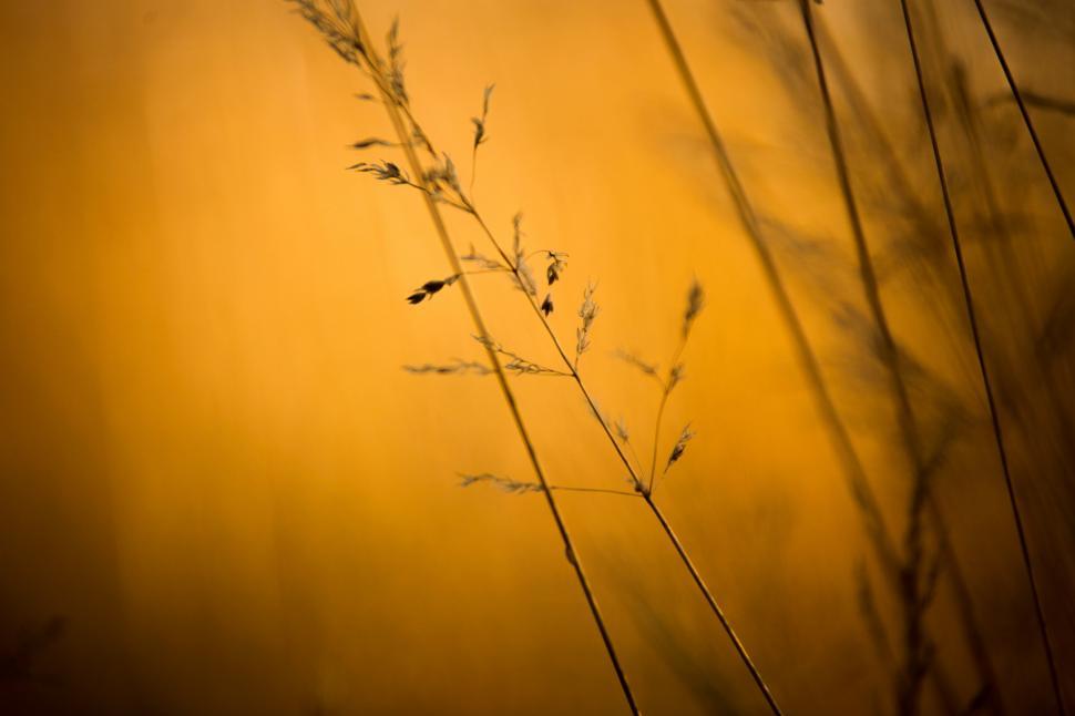 Free Image of Golden field 