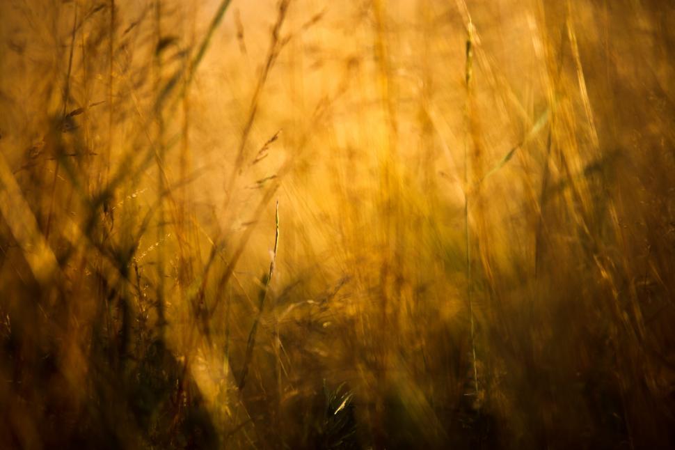 Free Image of Golden wheat field  