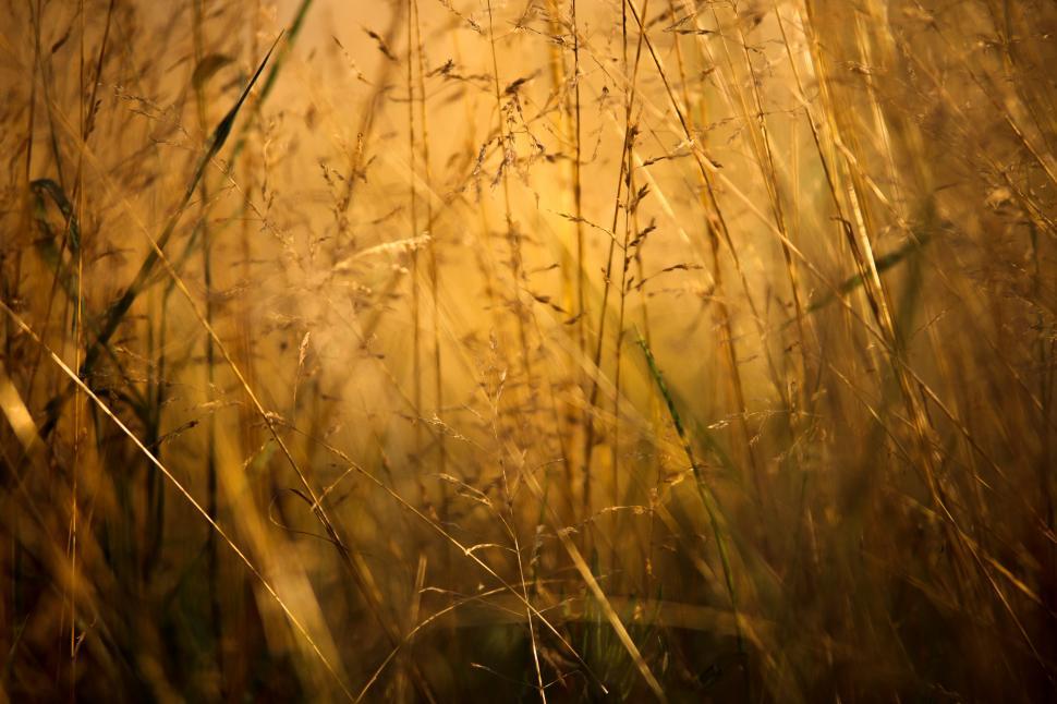 Free Image of  Golden wheat field  