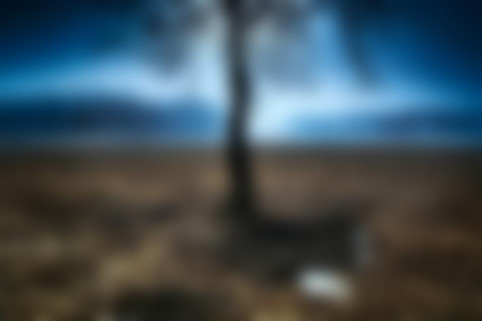 Free Image of Tree and sky 