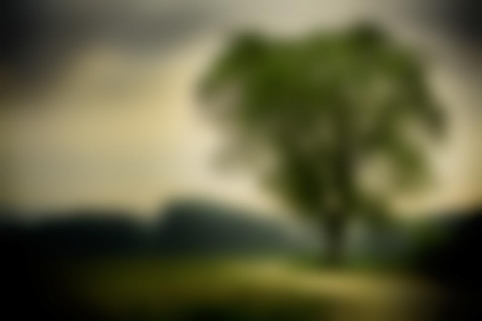 Free Image of  Tree and sky  