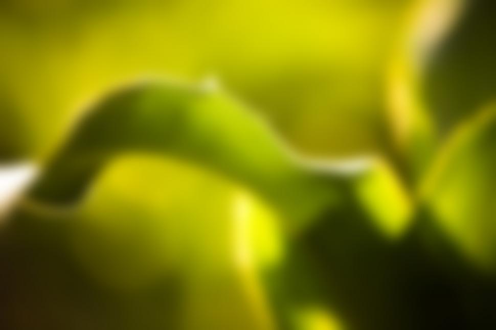 Free Image of Plant leaf 