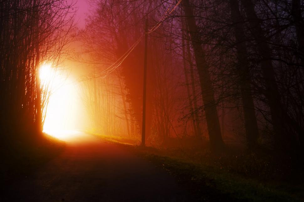 Free Image of Sunrise in the forest 