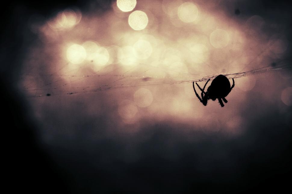 Free Image of Spider making its web 