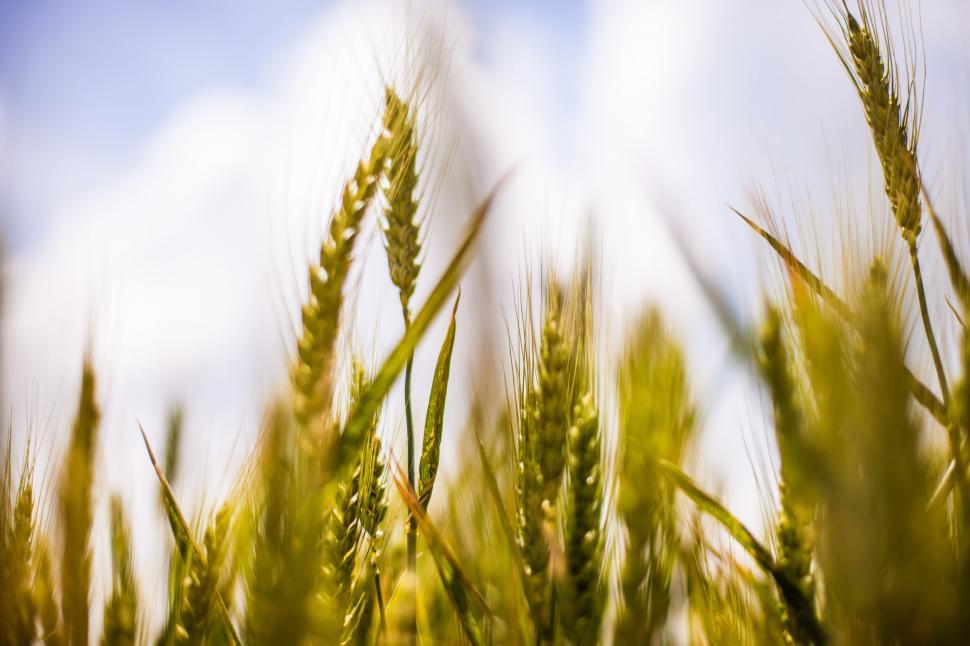 Free Image of Wheat in the field 