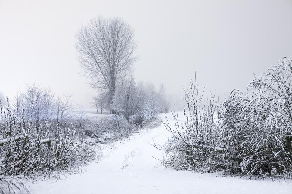 Free Image of Winter forest  