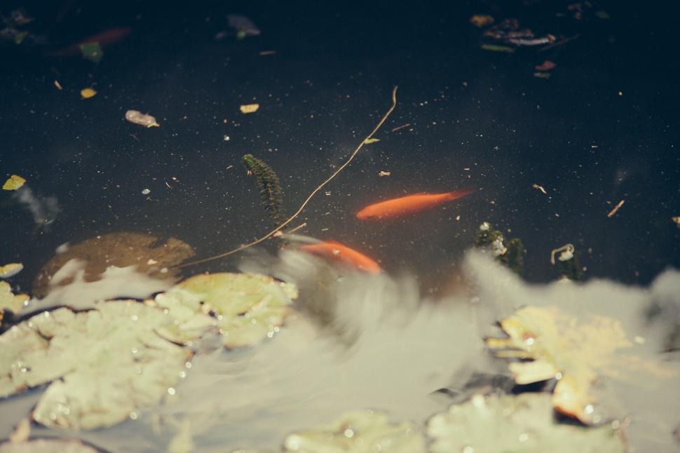 Free Image of Fish in pond 