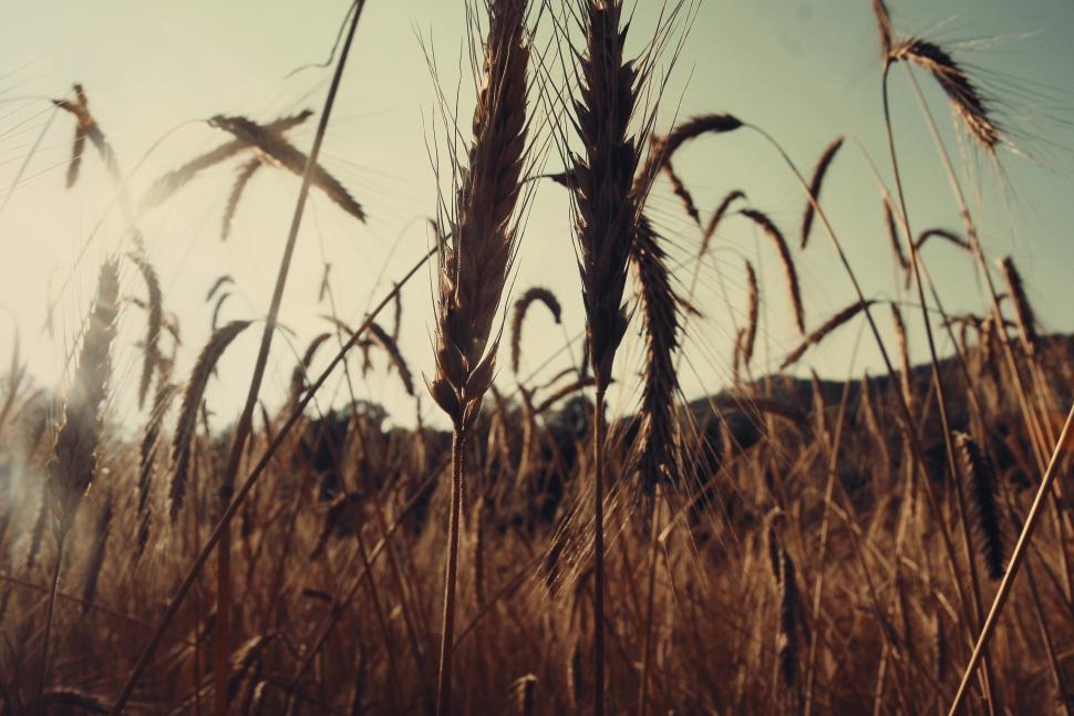Free Image of Wheat field 