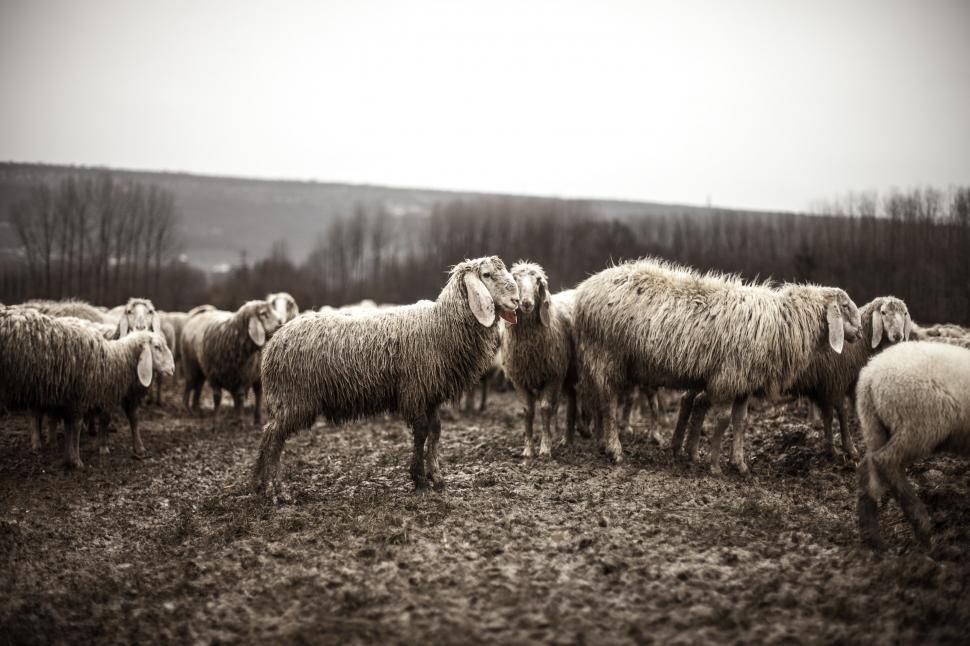 Free Image of Sheep farm 
