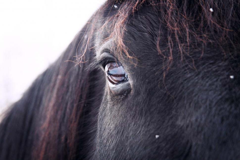 Free Image of Eye of a black horse 