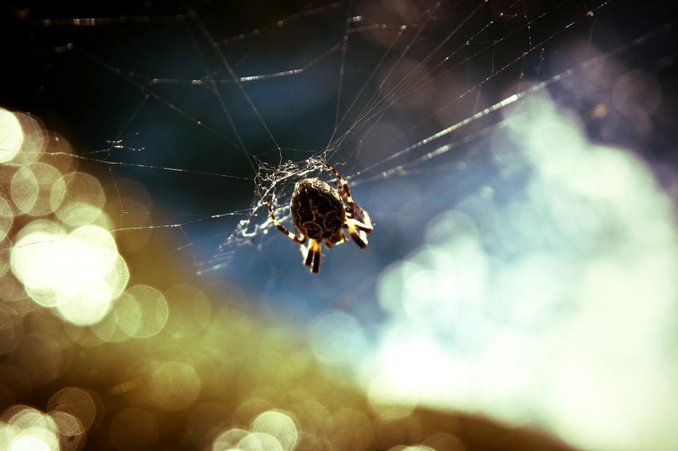 Free Image of Spider making its web  