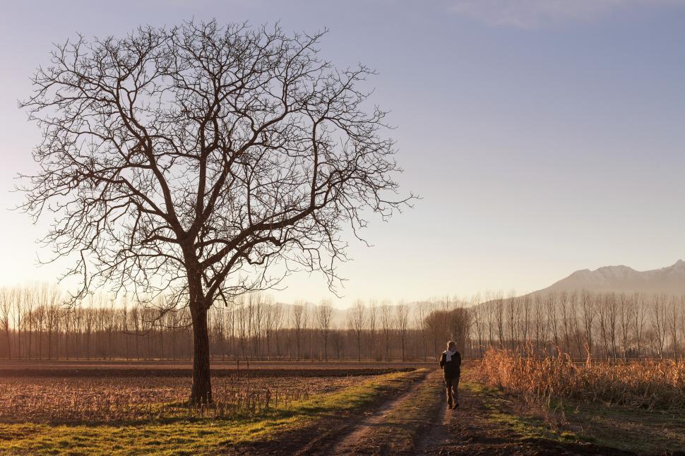 Free Image of Bare tree in an autumn field 