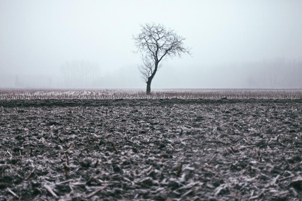 Free Image of A bare tree in the winter season 