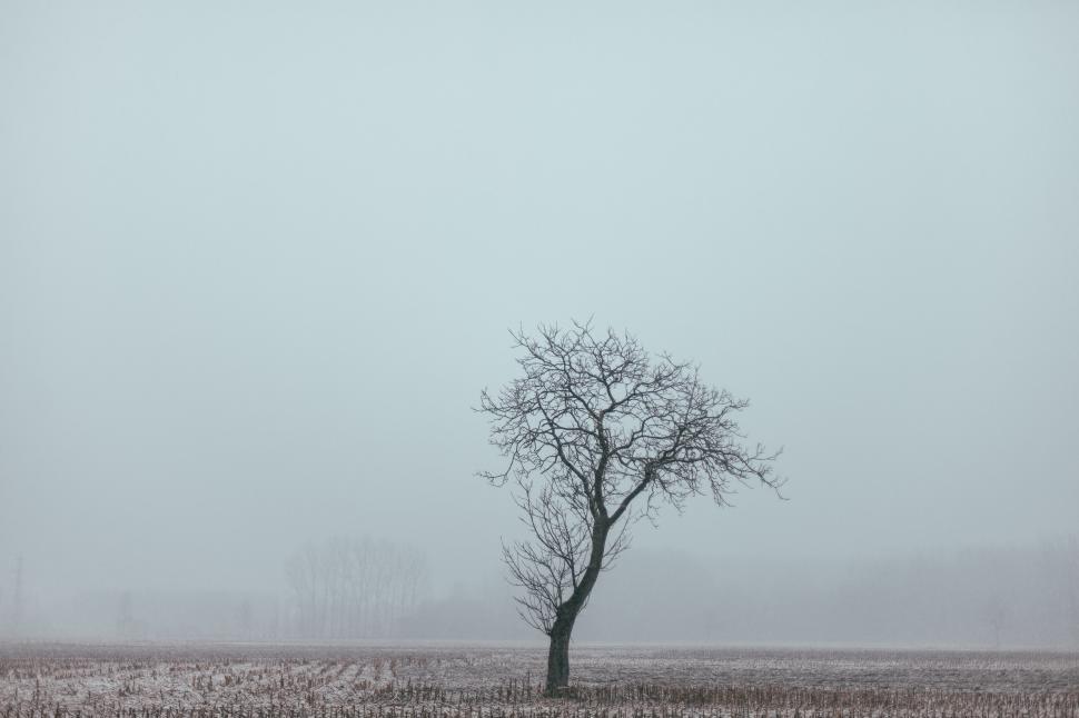 Free Image of A bare tree in the field 