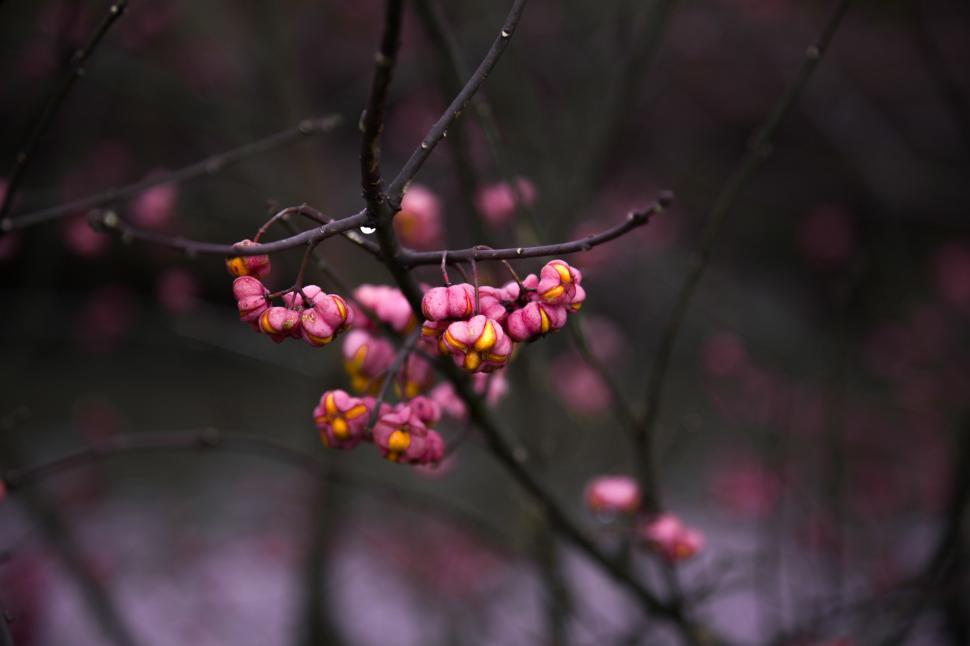 Free Image of Close up of magnolia tree blossom 