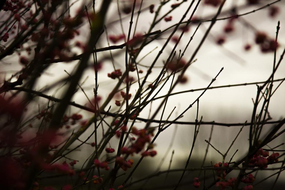 Free Image of Close up of magnolia tree branches 