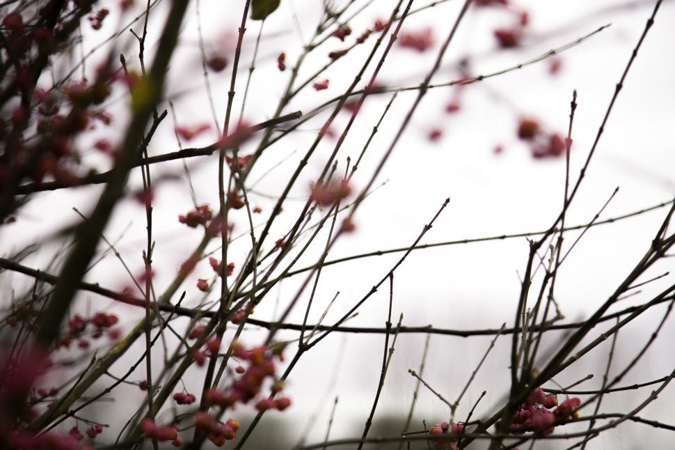 Free Image of Close up of magnolia tree branches 
