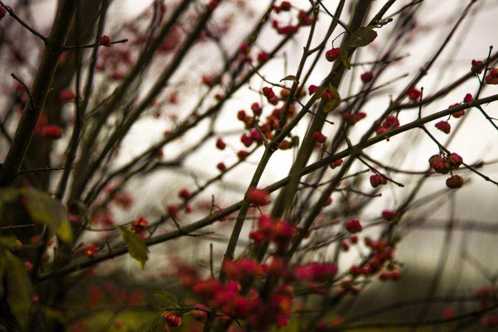 Free Image of Close up of magnolia tree blossom  