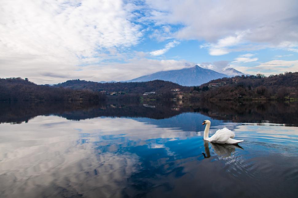 Free Image of Swan swimming on blue lake 