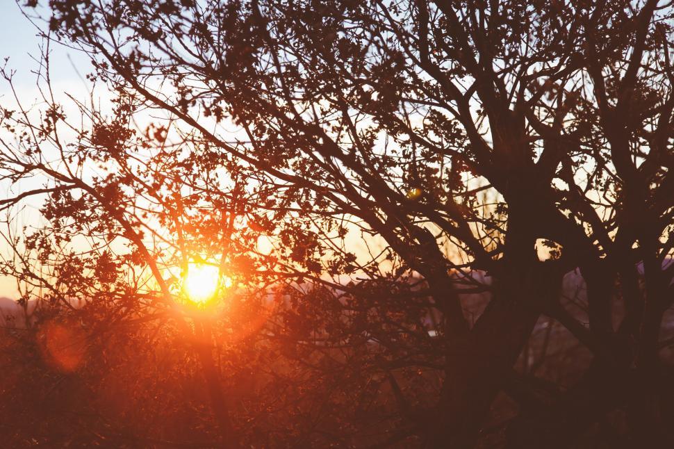 Free Image of Sunrise behind the tree branches 
