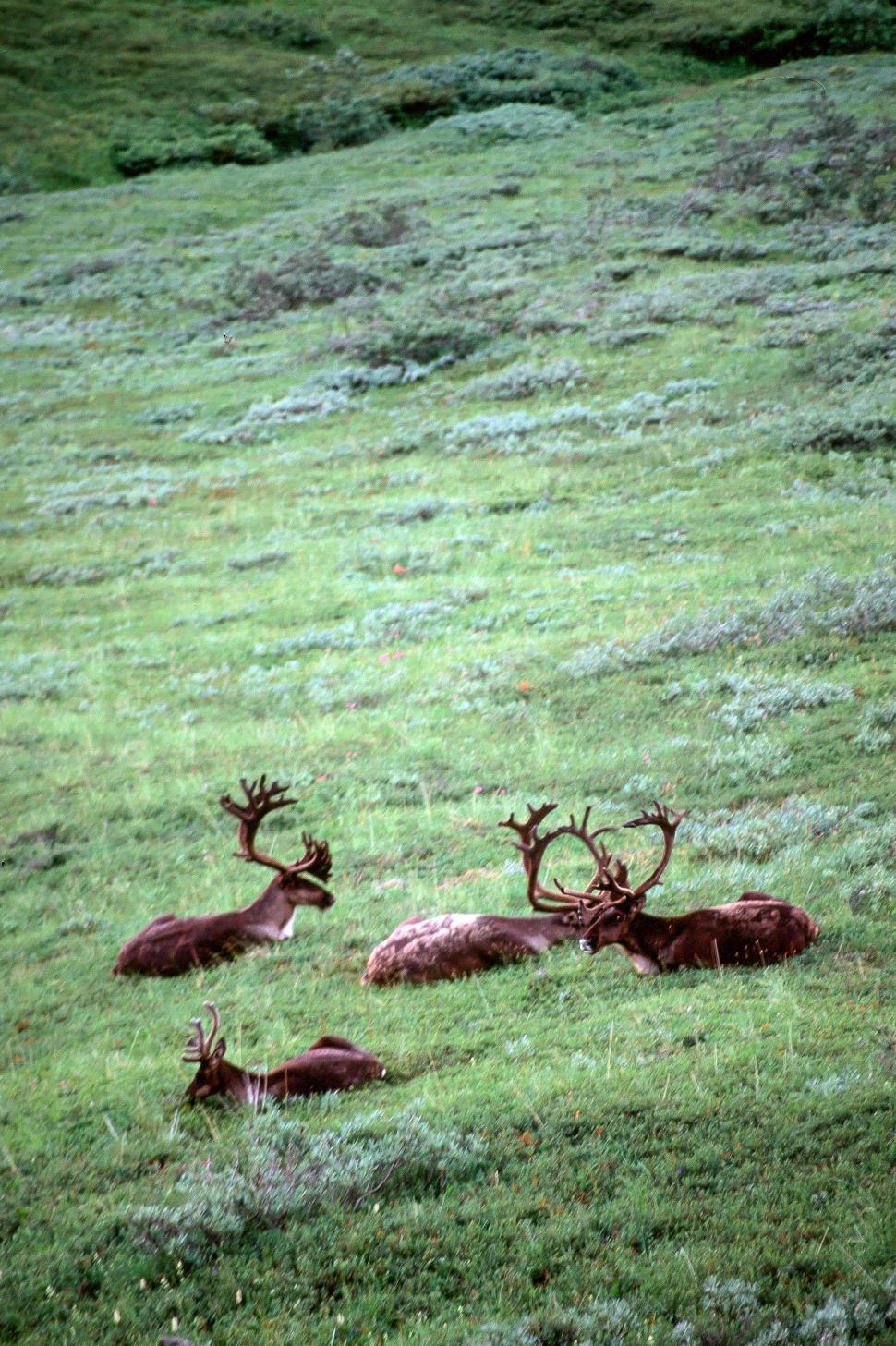 Free Image of Herd of Caribou 