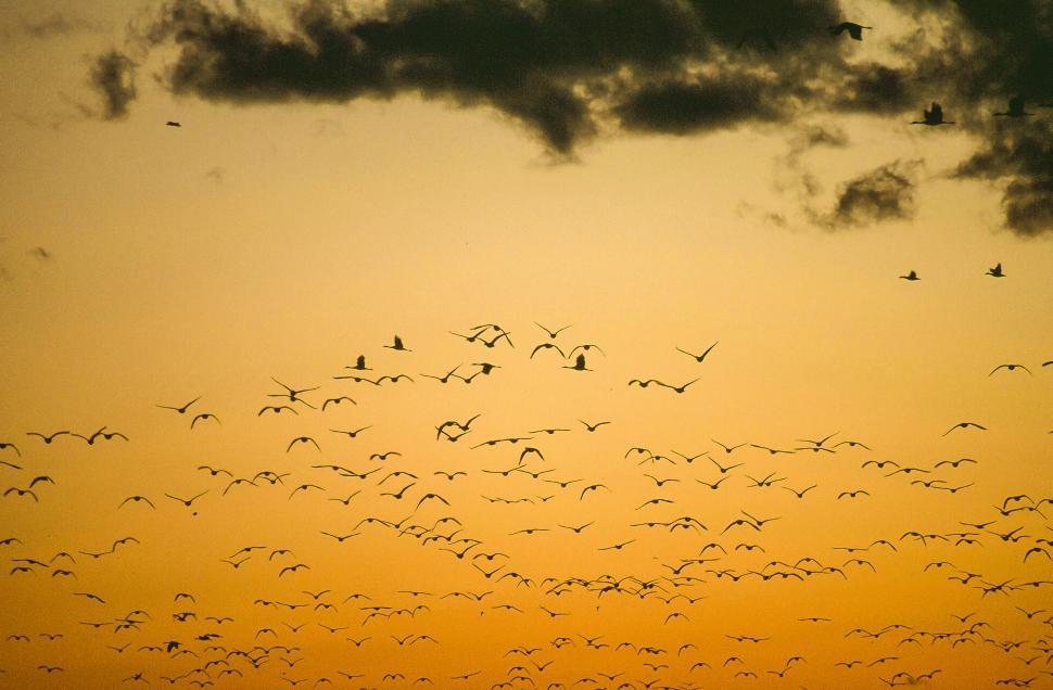 Free Image of Flock of birds 