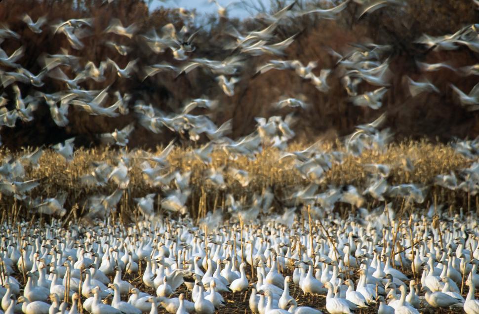 Free Image of Group of Snow Geese 