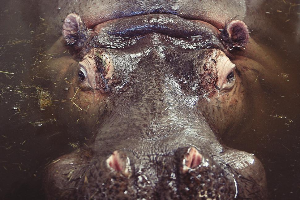 Free Image of Close Up of a Hippopotamuss Face 