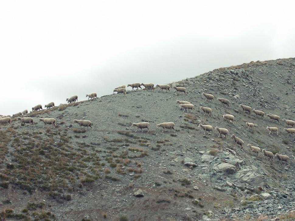 Free Image of Herd of Sheep Standing on Top of a Mountain 