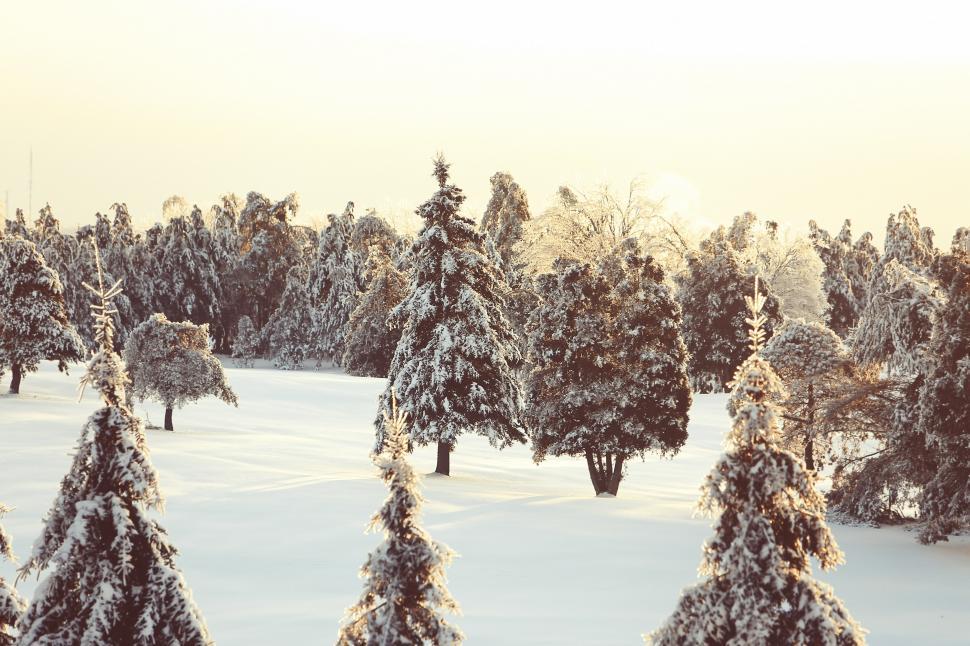 Free Image of Snow-Covered Field With Trees 