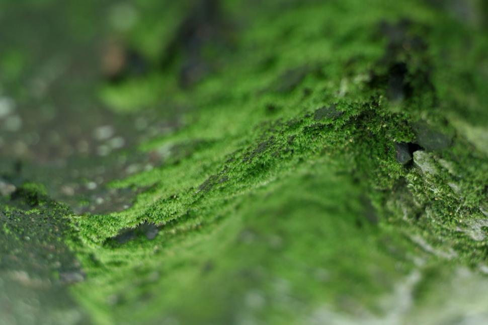 Free Image of Close Up View of Green Algae on a Rock 