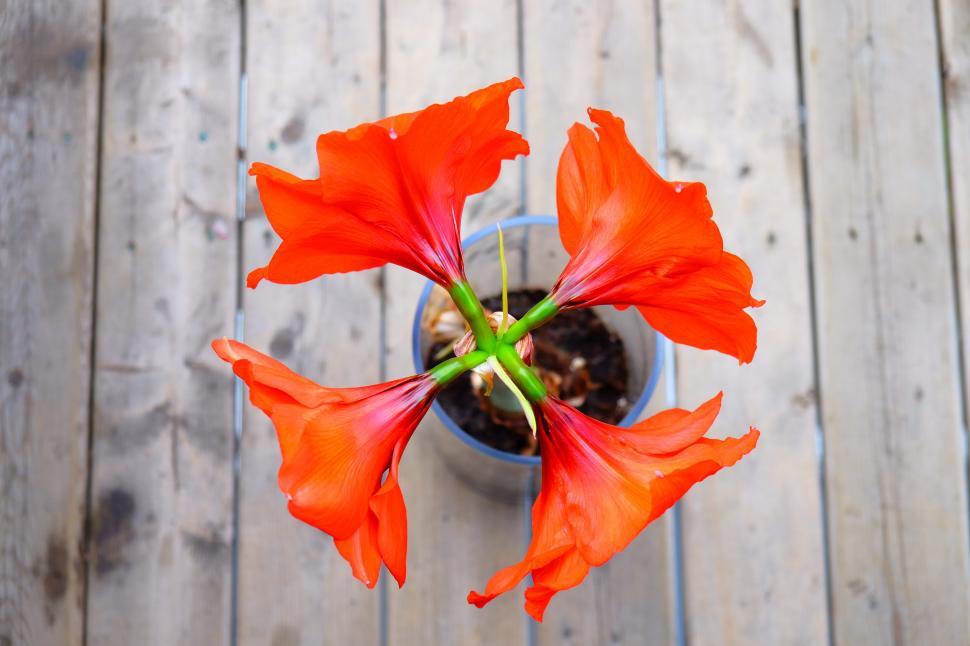 Free Image of Flower in Pot on Table 