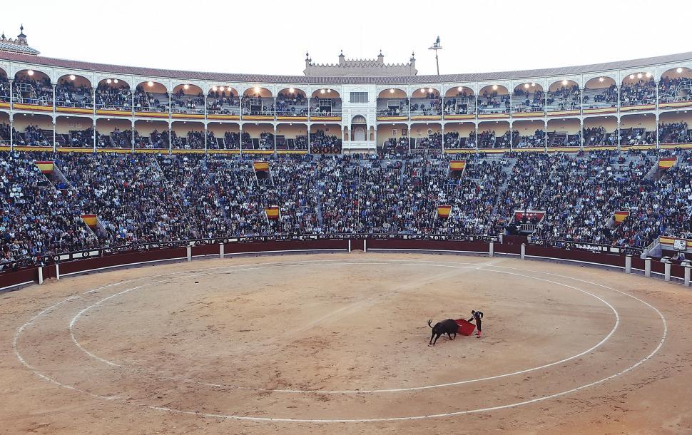 Free Image of Bull Entering Ring in Large Arena 