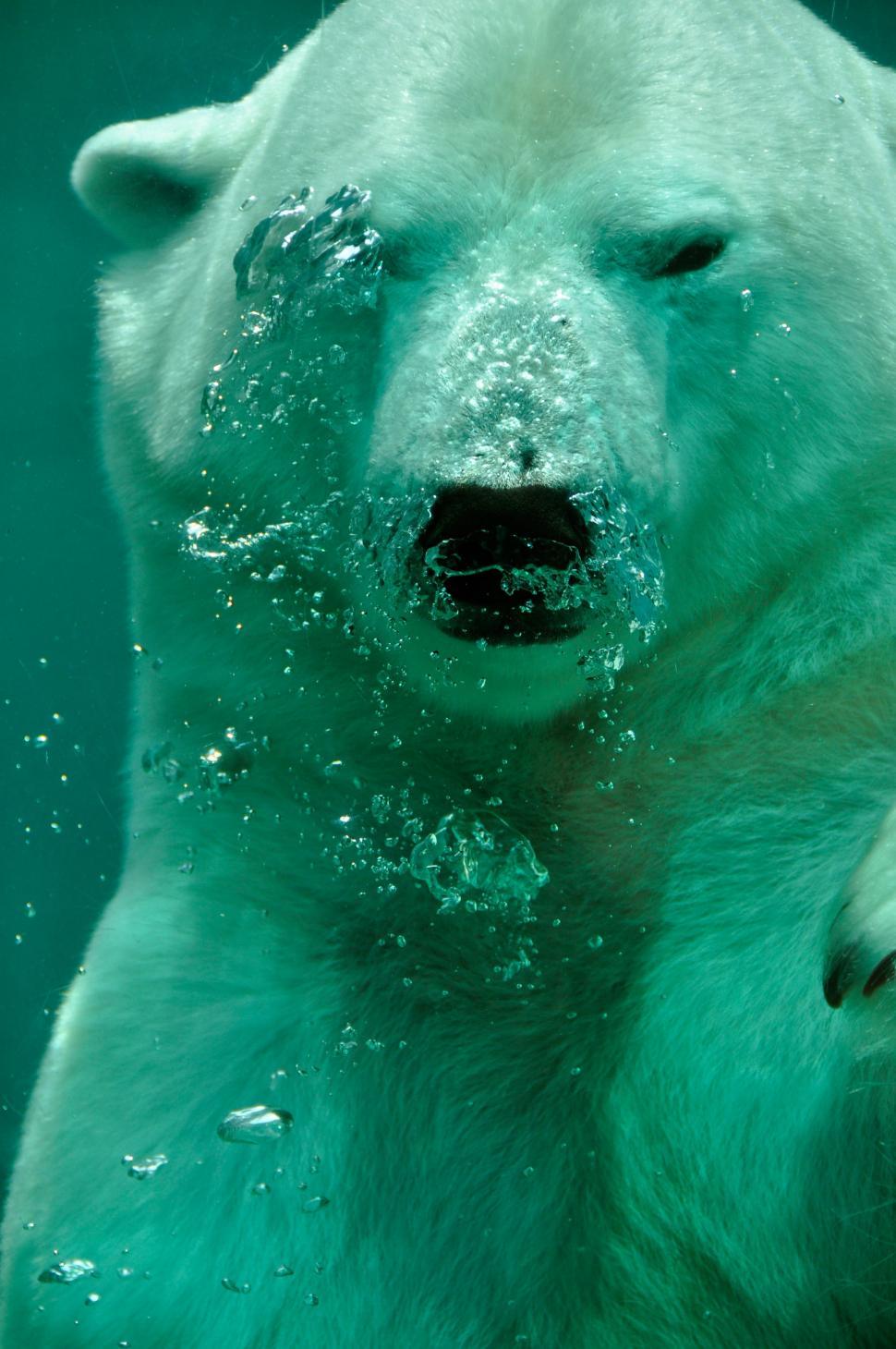Free Image of Close Up of a Polar Bear Under Water 