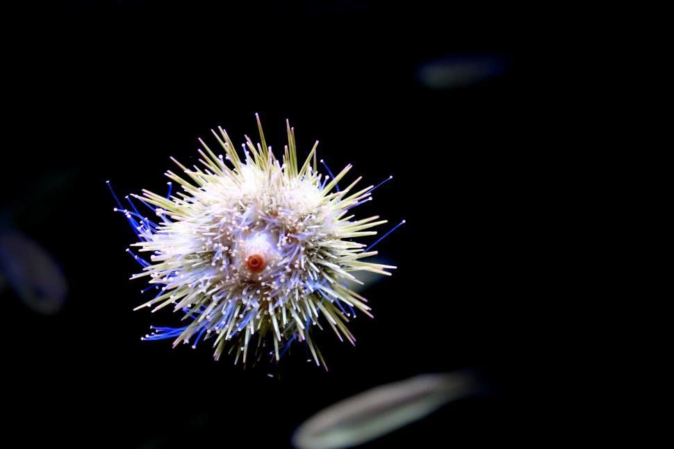 Free Image of Tropical sea urchin - Underbelly view 