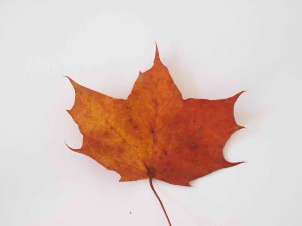 Free Image of Fall leaf  